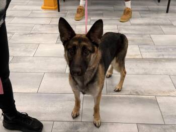 GG -  German Shepherd Dog Dog for Adoption in Charlotte, North Carolina - GG | PetCurious