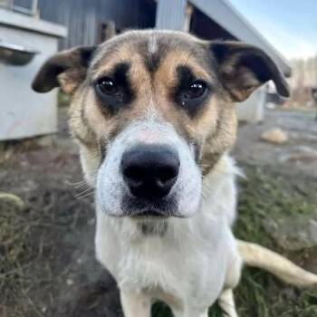 Husky Dogs Available for Adoption - Monkey | PetCurious