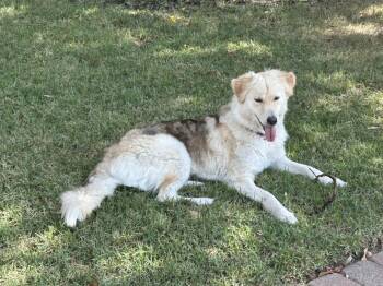 Rescue Great Pyrenees and Husky Dogs for Adoption in Pflugerville, Texas - Goldie | PetCurious