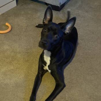 Rescue Black Labrador Retriever and Pit Bull Terrier Dogs for Adoption in East St. Louis, Illinois - Storie | PetCurious