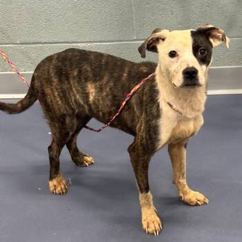 Pit Bull Terrier Dogs Available for Adoption in Greensboro, North Carolina - Blanche | PetCurious