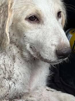 Beau -  Great Pyrenees Dog for Adoption in Gainesville, Virginia - Beau | PetCurious