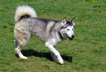 Rescue Husky Dogs for Adoption in Coupeville, Washington - Zeus | PetCurious