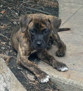 Pitch -  Boxer and Mixed Breed Dog for Adoption in Plain City, Ohio - Pitch | PetCurious
