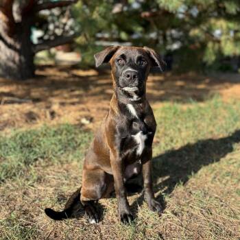 Kanoa--In Foster -  Mixed Breed Dog for Adoption in Fargo, North Dakota - Kanoa--In Foster | PetCurious