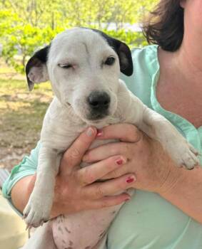 Jack Russell Terrier Dogs Available for Adoption in St. Augustine, Florida - Camira | PetCurious