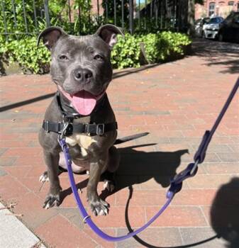LAYLA -  Pit Bull Terrier Dog for Adoption in Boston, Massachusetts - LAYLA | PetCurious