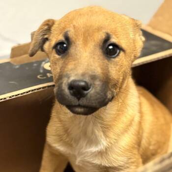 Terrier Dogs Available for Adoption - ZZ | PetCurious
