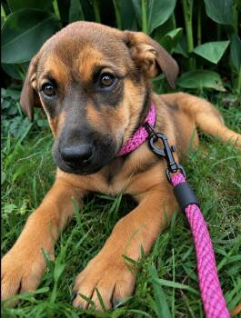 Shepherd Dogs Available for Adoption in Lucas, Texas - Florencia | PetCurious