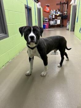 Rescue Staffordshire Bull Terrier and Mixed Breed Dogs for Adoption in Knoxville, Tennessee - Tucker | PetCurious