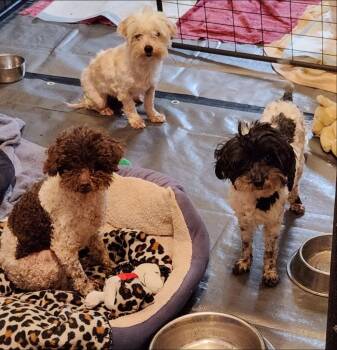 Ruby -  Poodle Dog for Adoption in Thompson Falls, Montana - Ruby | PetCurious