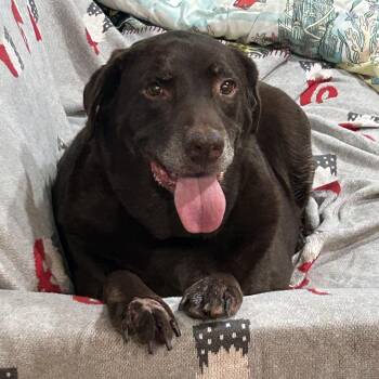 Rescue Labrador Retriever Dogs for Adoption in San Francisco, California - Mocha | PetCurious
