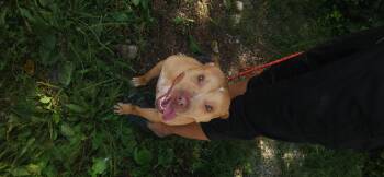 Rescue Staffordshire Bull Terrier Dogs for Adoption in Berea, Kentucky - Nik Nak | PetCurious