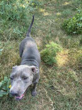 Cali -  Pit Bull Terrier and American Staffordshire Terrier Dog for Adoption in Choctaw, Oklahoma - Cali | PetCurious