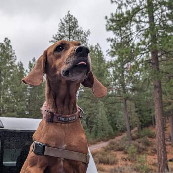 Reba -  Rhodesian Ridgeback and Hound Dog for Adoption in Reno, Nevada - Reba | PetCurious