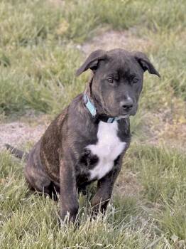 American Staffordshire Terrier and Boxer Dogs Available for Adoption in Huntingtown, Maryland - Schroeder  | PetCurious