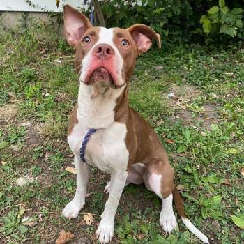 MINI -  Pit Bull Terrier and Mixed Breed Dog for Adoption in Indianapolis, Indiana - MINI | PetCurious