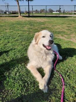 Great Pyrenees Dogs Available for Adoption - Scout | PetCurious