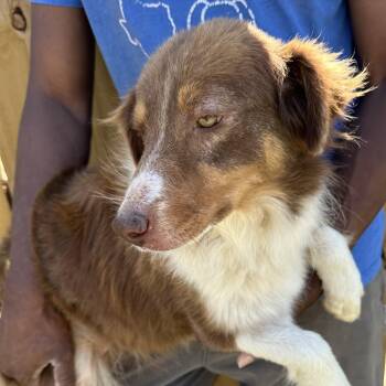 Australian Shepherd Dogs Available for Adoption - Rosey - Local April 10-12 | PetCurious