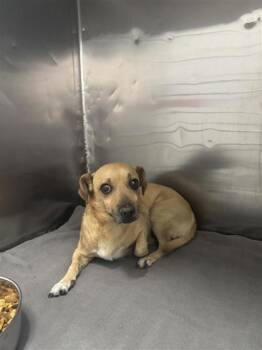61572116 -  Chihuahua and Mixed Breed Dog for Adoption in El Paso, Texas - 61572116 | PetCurious