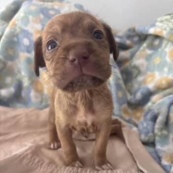 Labrador Retriever and Mixed Breed Dogs Available for Adoption in North Charleston, South Carolina - Minnow | PetCurious