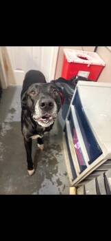 Rescue Black Labrador Retriever Dogs for Adoption in Berea, Kentucky - Sheriff | PetCurious