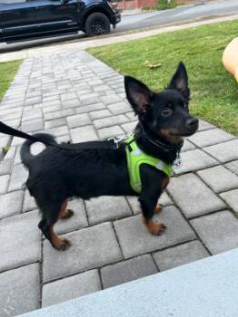 Twix -  Dachshund Dog for Adoption in Lafayette, California - Twix | PetCurious