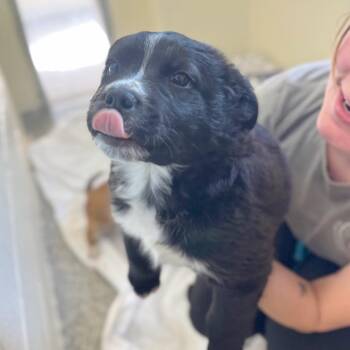 Mixed Breed Dogs Available for Adoption in Hendersonville, North Carolina - Glenview | PetCurious