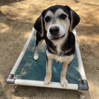 Labrador Retriever Dogs Available for Adoption in Manchester, New Hampshire - Ryland In NH! Come Meet Our Adoptable Dogs Wednesday-Saturday. M | PetCurious