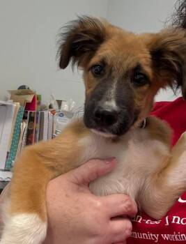 Rescue Mixed Breed Dogs for Adoption in Ashland, Kentucky - Alfie | PetCurious