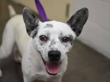 Lorelai -  Australian Cattle Dog Blue Heeler Dog for Adoption in Portland, Oregon - Lorelai | PetCurious
