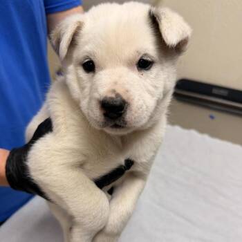 Mixed Breed and Chow Chow Dogs Available for Adoption - Tango | PetCurious