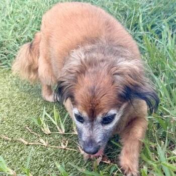 Sammie -  Mixed Breed Dog for Adoption in Largo, Florida - Sammie | PetCurious