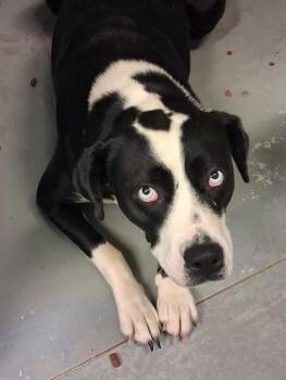 Labrador Retriever and Dalmatian Dogs Available for Adoption in Stuart, Virginia - Oreo | PetCurious