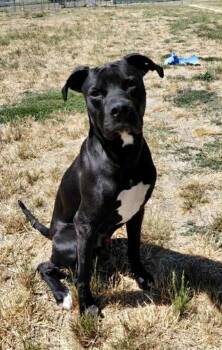 Rescue Pit Bull Terrier and Boxer Dogs for Adoption in Mcminnville, Oregon - Jetty Jet Jetterson | PetCurious