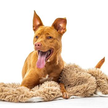 Gingerbread -  Cattle Dog and Mixed Breed Dog for Adoption in Reno, Nevada - Gingerbread | PetCurious