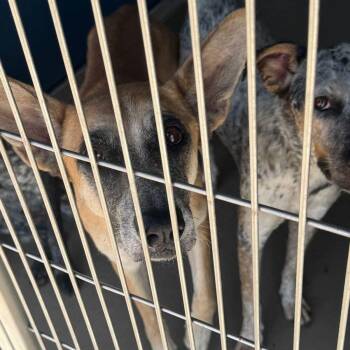 Alexa -  Cattle Dog Dog for Adoption in Kingman, Arizona - Alexa | PetCurious