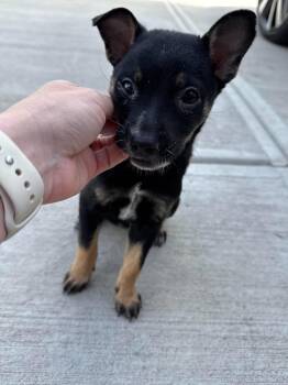 Chihuahua Dogs Available for Adoption in Holbrook, New York - SPUNKY | PetCurious