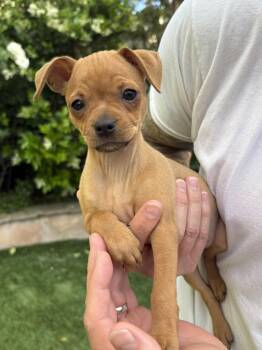 Pug and Miniature Pinscher Dogs Available for Adoption in Burbank, California - Winnie | PetCurious