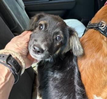 Pup Jeremy -  Australian Shepherd and Spaniel Dog for Adoption in Washington, District Of Columbia - Pup Jeremy | PetCurious
