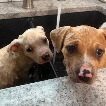 Murray KCAC -  American Staffordshire Terrier and Boxer Dog Available for Adoption in Kerrville, Texas - Murray KCAC | PetCurious