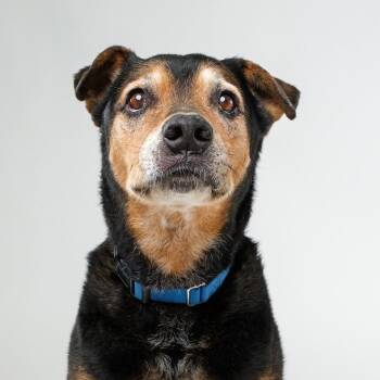 Dude -  Labrador Retriever Dog for Adoption in Palm Springs, California - Dude | PetCurious