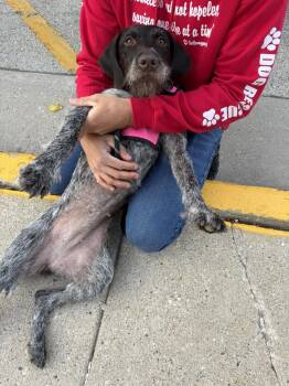 Angel -  German Wirehaired Pointer Dog for Adoption in Grafton, Wisconsin - Angel | PetCurious