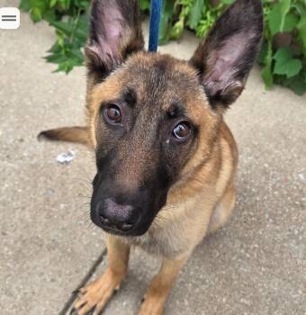 Avis Located in Missouri -  Belgian Shepherd Malinois Dog Available for Adoption in Imlay City, Michigan - Avis Located In Missouri | PetCurious