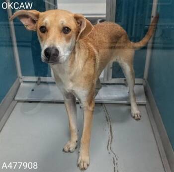 CARSON -  Carolina Dog and Mixed Breed Dog for Adoption in Oklahoma City, Oklahoma - CARSON | PetCurious
