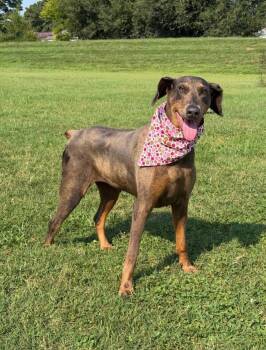 Mya -  Doberman Pinscher Dog for Adoption in Knoxville, Tennessee - Mya | PetCurious