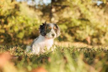Rescue Cavalier King Charles Spaniel and Mixed Breed Dogs for Adoption in Gradyville, Kentucky - Cyril | PetCurious