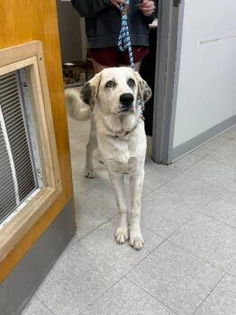 Maytag -  Great Pyrenees Dog for Adoption in Sorrento, Louisiana - Maytag | PetCurious