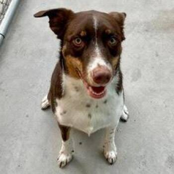 Cattle Dog and Australian Shepherd Dogs Available for Adoption in Green Valley, Arizona - Denali | PetCurious