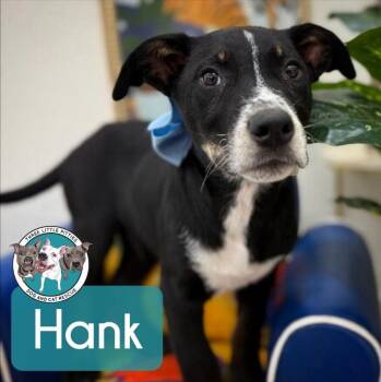 Labrador Retriever and Pit Bull Terrier Dogs Available for Adoption -  Hank The Tank Wigglebutt | PetCurious